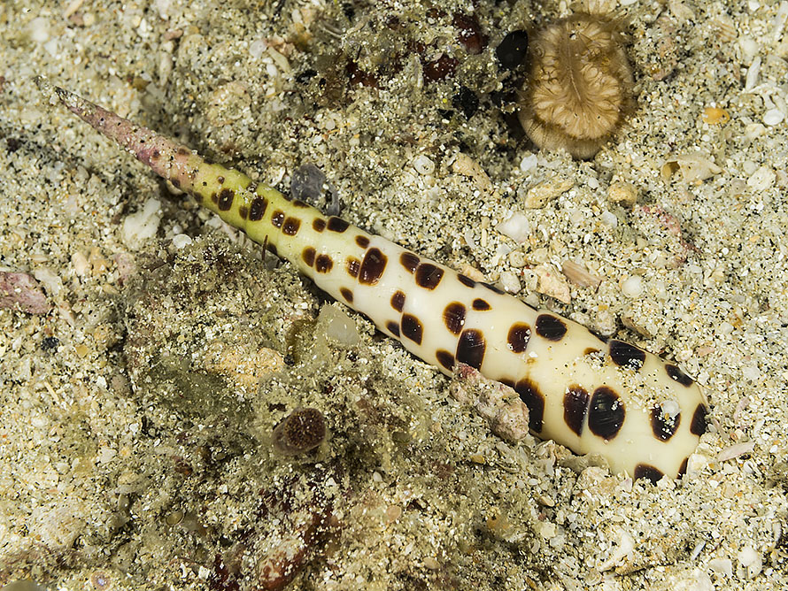 Terebra subulata